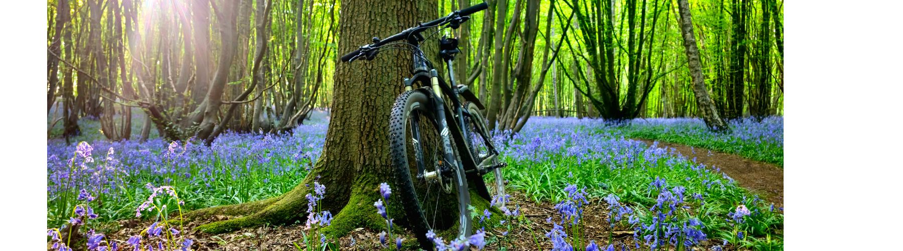 A bike in the forest
